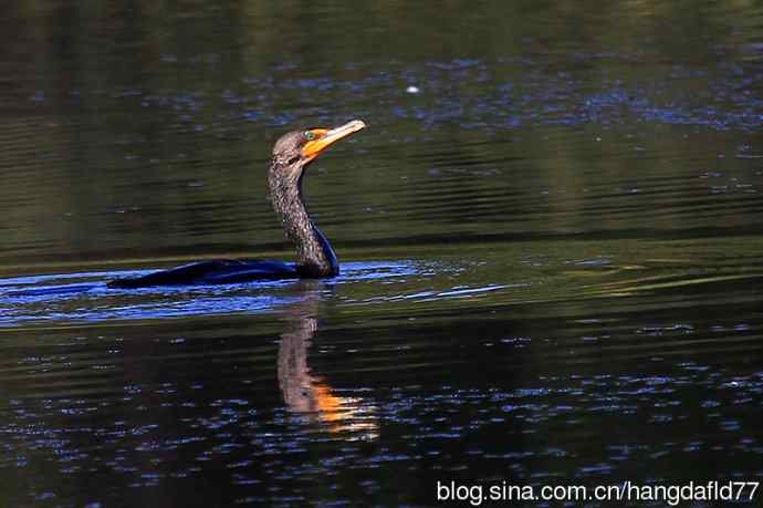 双冠鸬鹚(3) 双冠鸬鹚(3)