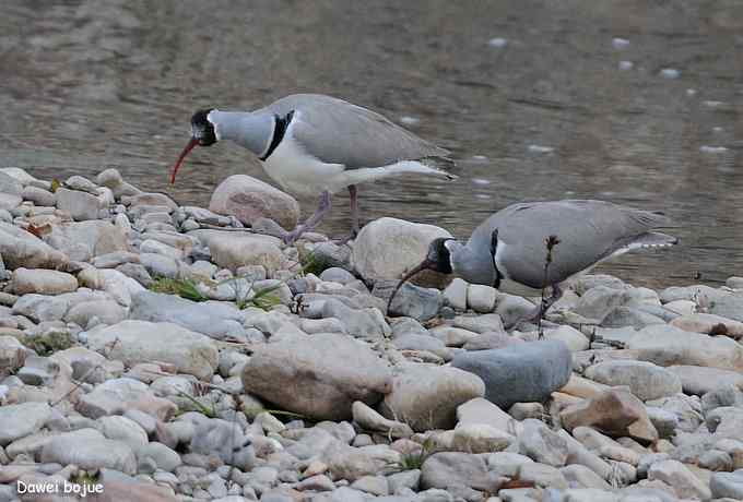 亚洲山地珍鸟:鹮嘴鹬 亚洲山地珍鸟:鹮嘴鹬