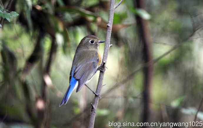 北京天坛公园的鸟类——雌性红胁蓝尾鸲（64）