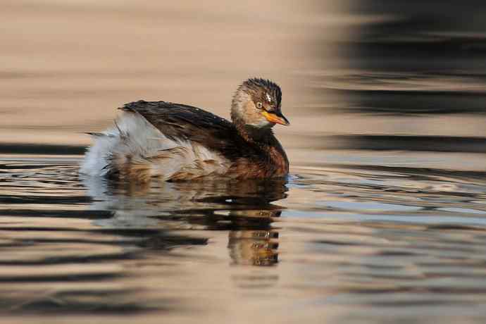 两只小鸊鷉 浅议趴拍