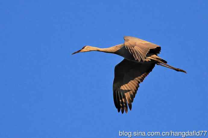 沙丘鹤(12) 沙丘鹤(12)