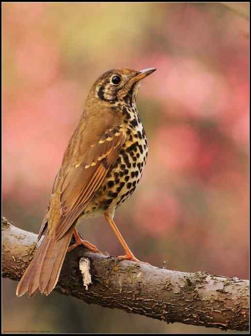 梅园: wbr甚不惧生的宝兴歌鸫 梅园: wbr甚不惧生的宝兴歌鸫