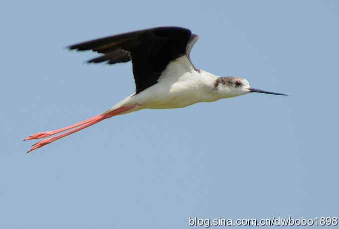 鸬鹚红腿儿和麦鸡鈥斺斈诿晒勰裥校ㄋ模