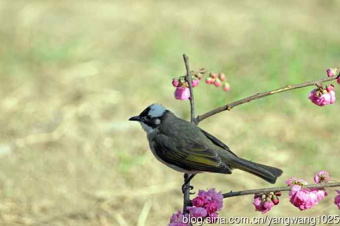 白头鹎（随拍）1