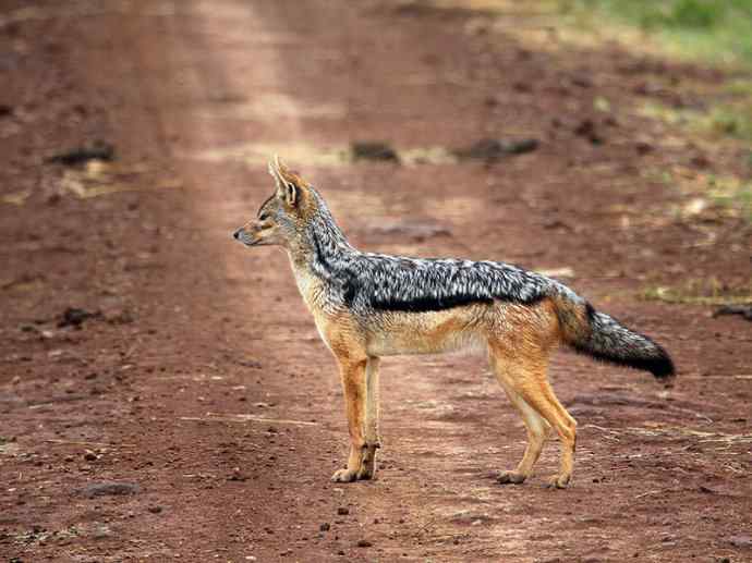 犬科:犬亚科犬属之西门豺、侧纹豺(胡狼类) 犬科:犬亚科犬属之西门豺、侧纹豺(胡狼类)