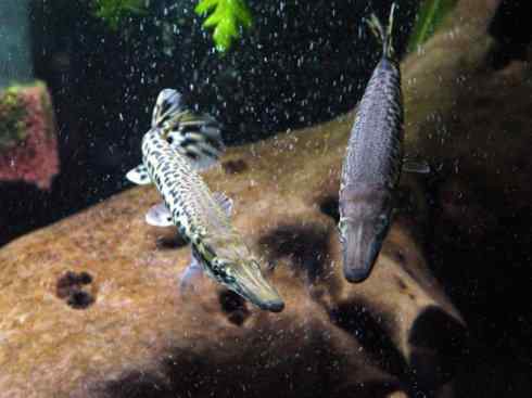 鱼类活化石：鳄雀鳝