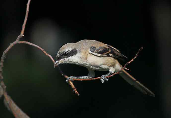 小伯劳长成(4)  独立 特写