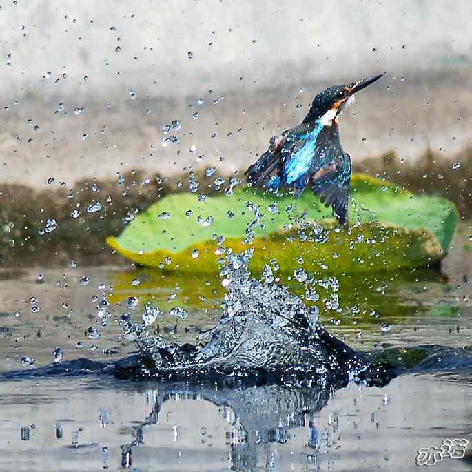 圆明园&nbsp;wbr路&nbsp;wbr跳水健将鈥斺斝〈
