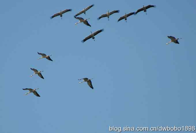 云天鹤影 wbr醉舞冬阳