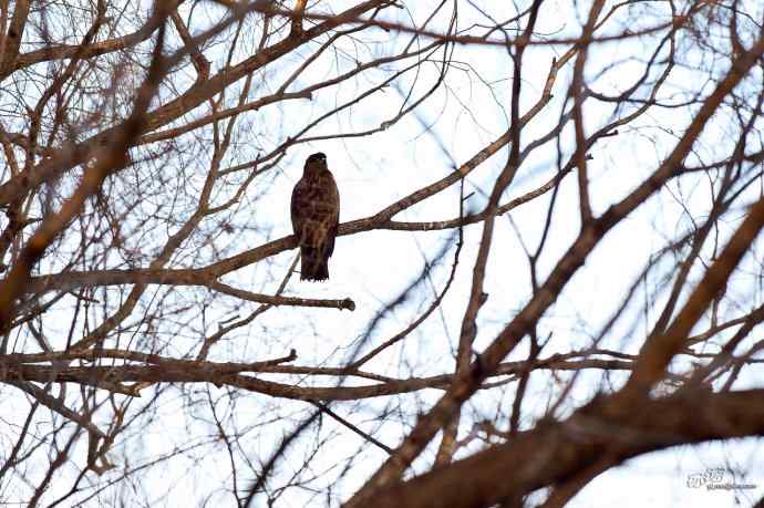 对黑耳鸢K07-012837的12次记录 对黑耳鸢K07-012837的12次记录
