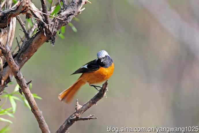 雄性北红尾鸲（31）