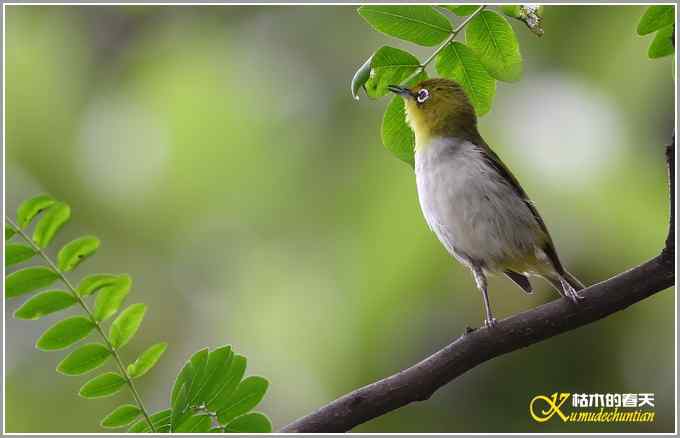 暗绿绣眼一组【照片】