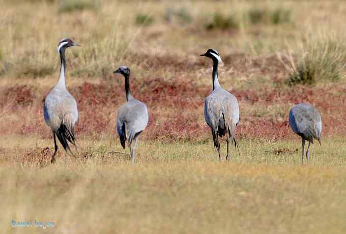 达里诺尔湖的蓑羽鹤