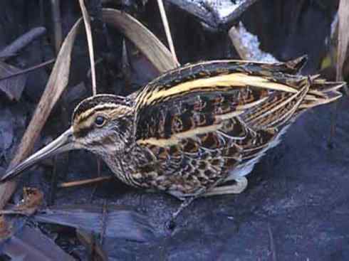 鸟类之最：斑腹沙锥