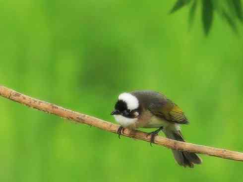 白头鸟类：另类的美丽（白头鹎）