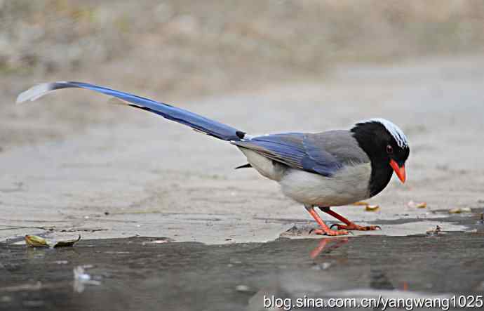 红嘴蓝鹊 红嘴蓝鹊