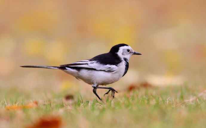 不期然间 wbr擦肩而过的缘分（一组红树林里的白鹡鸰）