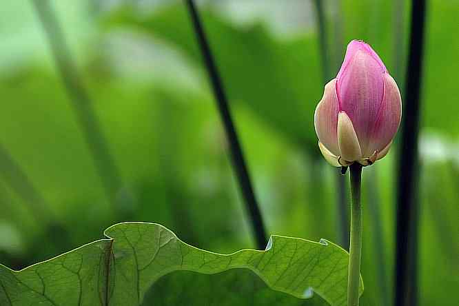 天坛公园寻鸟儿偶遇金翅雀