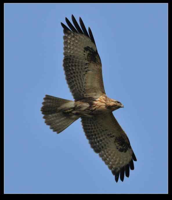 很怀念与普通鵟的那次近距离邂逅