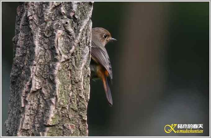 林中小鸟【照片】