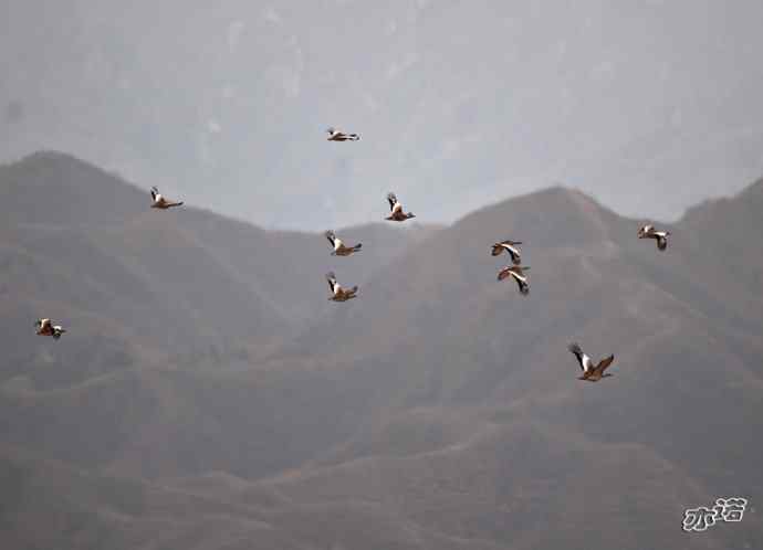 密云水库&nbsp;wbr路&nbsp;wbr大鸨