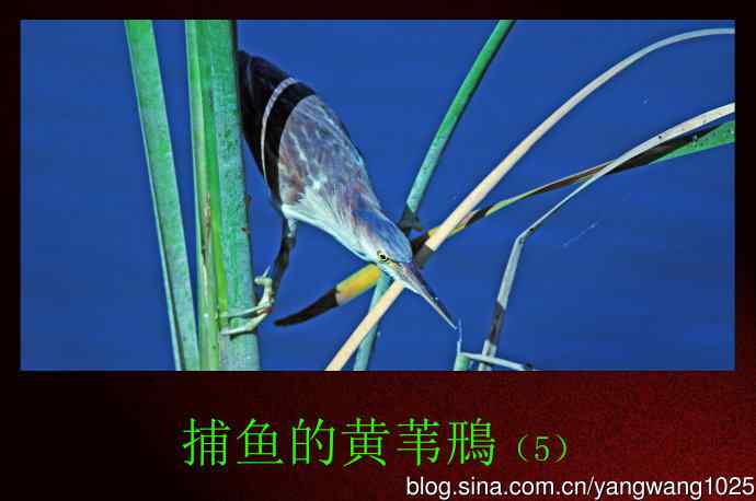 捕鱼的黄苇鳽（记实）5