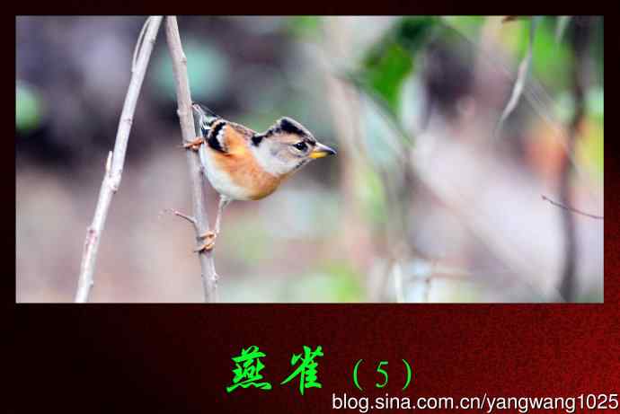 燕雀（5）