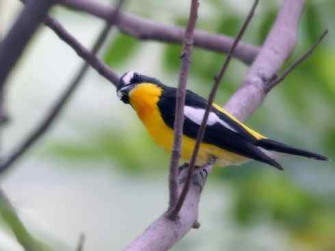 美丽无罪：雀鸟之姬鹟