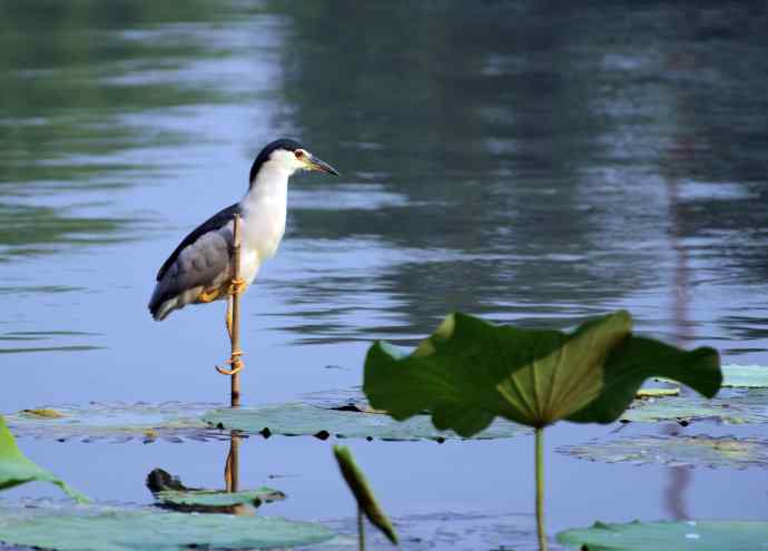 北海公园的夜鹭（呆版）1