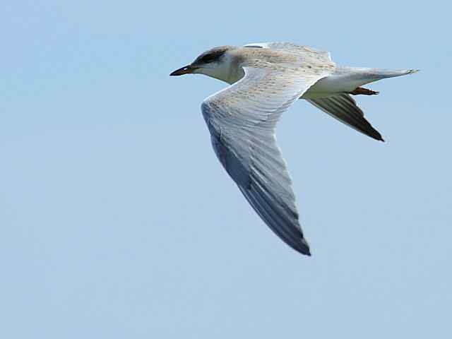 北戴河湿地演绎鸥鹭风情