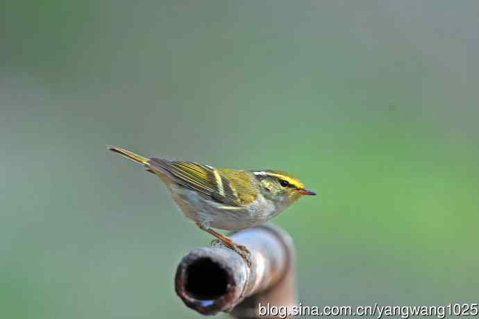 黄腰柳莺(22) 黄腰柳莺(22)