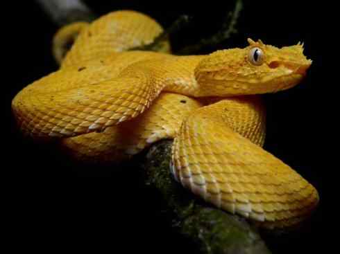 龙：传说的兽原型探秘（响尾蛇类）