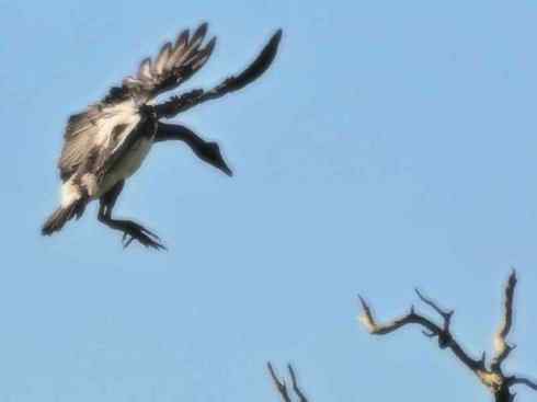 雁鸭之最之九（夏威夷雁、湍鸭、鹊雁）