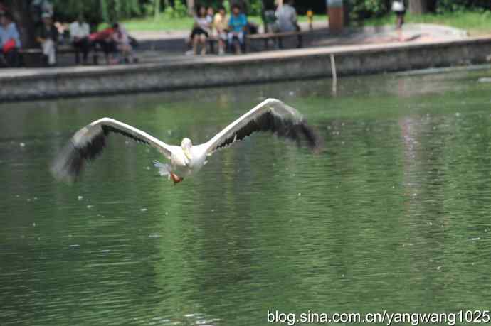 明星（鹈鹕大白）