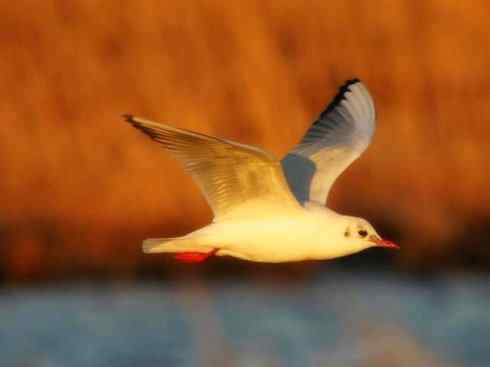 自然奇观：动物大迁徙(游禽)
