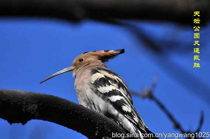 天坛公园又遇戴胜(餐后休息) 天坛公园又遇戴胜(餐后休息)