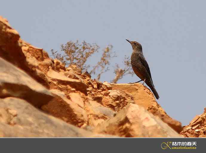 云南拍鸟打个总结：记录鸟片十四种