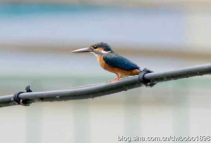 翠鸟欢鸣怀沙河