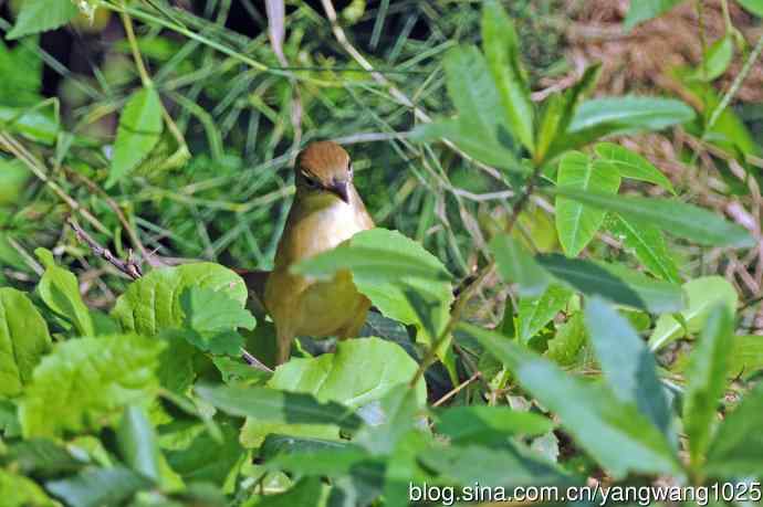 厚嘴苇莺(3) 厚嘴苇莺(3)