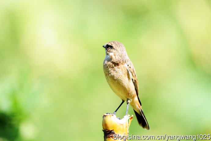 雌性黑喉石鵖（5）