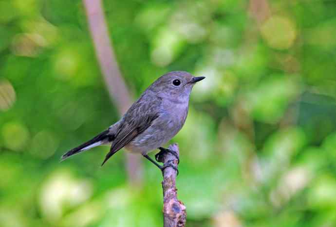 雌性白眉姬鹟(亚成鸟) 雌性白眉姬鹟(亚成鸟)
