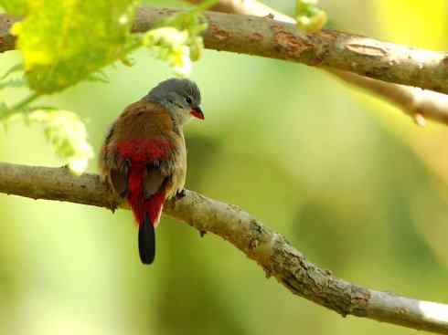 极品红色鸟类：红梅花雀