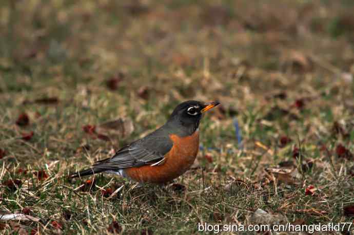 北美知更鸟(1) 北美知更鸟(1)