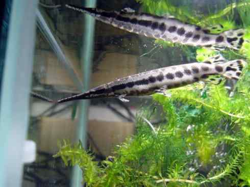 鱼类活化石：鳄雀鳝