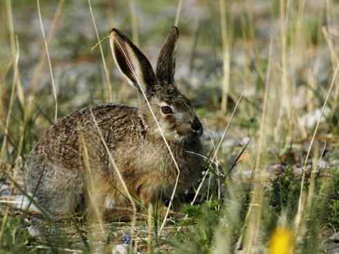 动物世界:山寨还是原创之十 动物世界:山寨还是原创之十