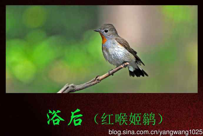 浴后（红喉姬鹟）