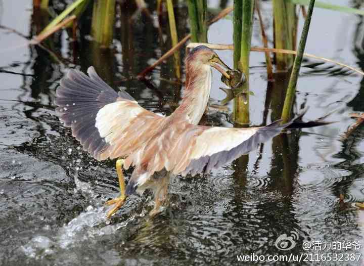 捕鱼达人——黄苇鳽