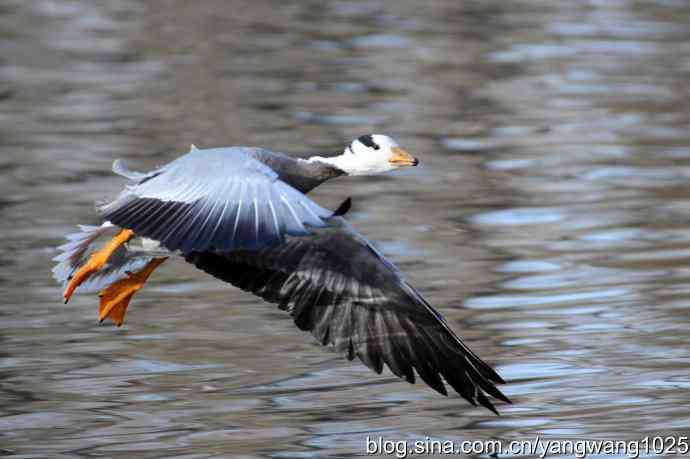 水面飞行的斑头雁