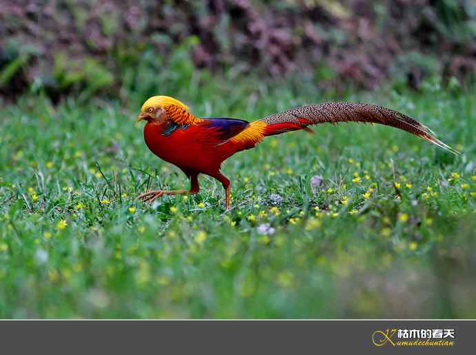 洋县拍鸟：红腹锦鸡