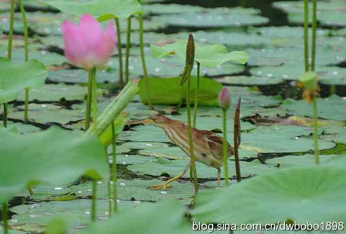 黄苇鳽--雅逸的小黄鹭